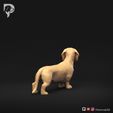 Dachshund-Miniature-Smooth-Haired-Pose-03-Dog-3D-Print-5s.jpeg Teckel miniature à poil lisse Pose 03