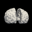 14.png 3D Model of Brain with Cerebellum and Brain Stem