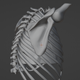 13.png 3D Model of Heart in Thorax