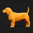 882-Basset_Fauve_de_Bretagne_Pose_03.jpg Basset Fauve de Bretagne Dog 3D Print Model Pose 03