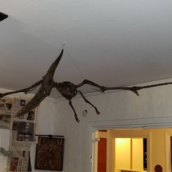Pteranodon skeleton