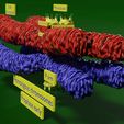 0006.jpg Chromosome homologous centromere kinetochore blender 3d model