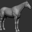 11.jpg Horse Breeds Collection