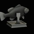 peacock-bass-trophy-1-1-22.png Peacock bass (Cichla ocellaris) fish in motion trophy statue for 3d printing