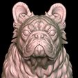 10.jpg Hairy French Bulldog