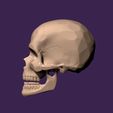 02.jpg human skull