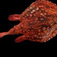 4.jpg Peixe-morcego Halieutaea Stellata RAPE CARPA ÁGUA RIVER OCEANO MAR PESCA ANIMAL Carpa TUBARÃO PEIXE 3D ANIMADO SALMÃO ATUM VERMELHO