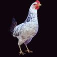 ok.jpg CHICKEN CHICKEN - DOWNLOAD CHICKEN 3d Model - animated for Blender-Fbx-Unity-Maya-Unreal-C4d-3ds Max - 3D Printing HEN hen, chicken, fowl, coward, sissy, funk- BIRD - POKÉMON - GARDEN