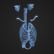 T_Parts_2.png Pièces du squelette du torse