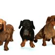09.jpg DOG - DOWNLOAD Dachshund 3d model - Dog animated for blender-fbx-unity-maya-unreal-c4d-3ds max - 3D printing Dachshund DOG SAUSAGE - SAUSAGE PET CANINE WOLF