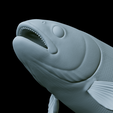 Rainbow-trout-trophy-45.png rainbow trout / Oncorhynchus mykiss fish in motion trophy statue detailed texture for 3d printing