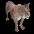 0A.jpg DOWNLOAD LIONESS 3d model - animated for blender-fbx-unity-maya-unreal-c4d-3ds max - 3D printing - LION - LIONESS - CAT - PREDATOR - RAPTOR - FELINE