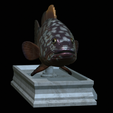 Dusky-grouper-6.png fish dusky grouper / Epinephelus marginatus statue detailed texture for 3d printing