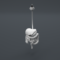 Digestive_Main-Camera.png Fichier STL gratuit Structure de la digestion humaine ( Impressions éducatives )・Plan pour imprimante 3D à télécharger