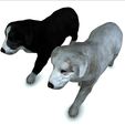 3.jpg DOG DOG - DOWNLOAD Sheepdog 3d model - CANINE PET GUARDIAN WOLF HOUSE HOME GARDEN POLICE 3D printing DOG DOG