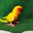 IMG_20240711_153850503.jpg Conure