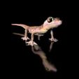 Pachydactylus-Rangei_BodenDark0005.jpg Namib Gecko -Pachydactylus rangaii-with full size texture + Zbrush Originals-STL 3D Print File-High Polygon