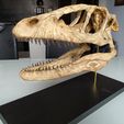 IMG_20190608_143706.jpg Download OBJ file Deinonychus Skull • 3D print design, arric