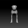 dog3-2.jpg pitbull Dog 3d model for 3d print