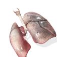 7.jpg LUNGS ANATOMY HEART EYE THORAX TRACHEA TONGUE PULMON LUNGS KIDNEYS LIVER DOWNLOAD 3D MODEL PRINTING THROAT