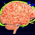 screenshot154.jpg Central nervous system cortex limbic basal ganglia stem cerebel 3D model