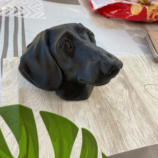 dachshund head
