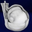 file-21.jpg testis with covering layers 3D model
