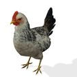 TG.jpg CHICKEN CHICKEN - DOWNLOAD CHICKEN 3d Model - animated for Blender-Fbx-Unity-Maya-Unreal-C4d-3ds Max - 3D Printing HEN hen, chicken, fowl, coward, sissy, funk- BIRD - POKÉMON - GARDEN