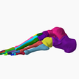 3.png SKELETON OF THE LEFT FOOT 3d SEGMENTED MODEL 27 PARTS