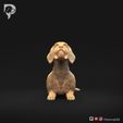 Dachshund-Wire-Haired-Pose-08-Dog-3D-Print-10s.jpeg Dachshund Wire Haired Pose 08