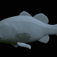 Bass-statue-37.png fish Largemouth Bass / Micropterus salmoides statue detailed texture for 3d printing