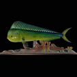 my_project-1-7.png mahi mahi / dorado / common dolphinfish underwater statue detailed texture for 3d printing