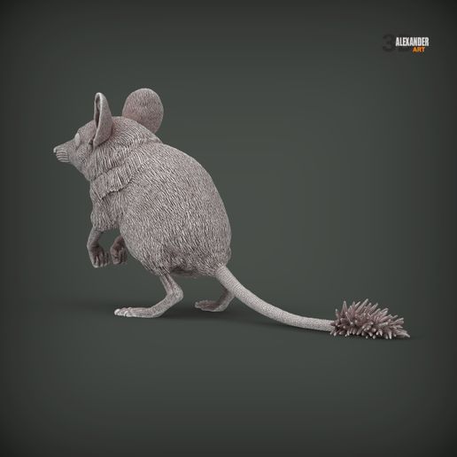 Sand-marsupial-mouse4.jpg Souris marsupiale des sables