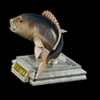 Dentex-trophy-13.png fish Common dentex / dentex dentex trophy statue detailed texture for 3d printing