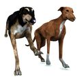 02.jpg DOG - DOWNLOAD Greyhound dog 3d model - Animated CANINE PET GUARDIAN WOLF HOUSE HOME GARDEN POLICE - 3D printing Greyhound DOG DOG DOG