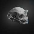 0003.png Articulated Troll Skull - Sciptemus Brutus - Halloween