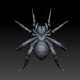 fffff222.jpg Spider