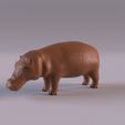 Hippo_0008.jpg Wildlife animals