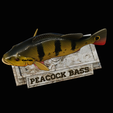 Peacock-Bass-statue-4-3-11.png FISH in motion Peacock bass (Cichla ocellaris) stone base for 3d printing