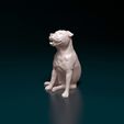 Dog-Staf-01.jpg Staffordshire Bull terrier 08