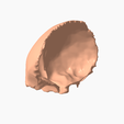 4.png FRONTAL BONE SEGMENTED 3D MODEL