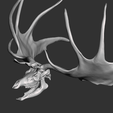 2023-01-08-1.png Megaloceros Deer skull