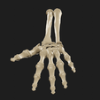 2.png hand and forearm bones