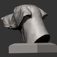 rhodesian-ridgeback-bust8.jpg Rhodesian ridgeback bust 3D print model