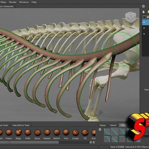 komodo-dragon-skeleton-3d-model-obj-fbx-stl-16.jpg Komodo Dragon Skeleton 3D printable Model