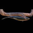 pstruh-15.png rainbow trout underwater statue on the wall detailed texture for 3d printing