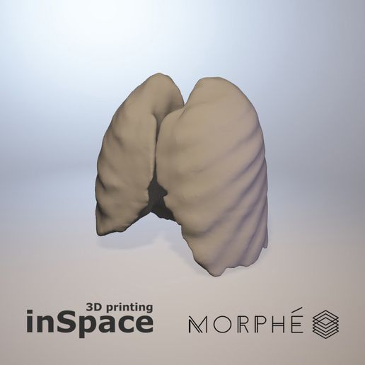 ⚕️ Medical design - Lungs (in vivo)・ STL File for 3D printing・Cults