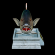 Dentex-mouth-statue-9.png fish Common dentex / dentex dentex open mouth statue detailed texture for 3d printing