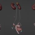 6.jpg 3D Model of Female Reproductive and Urinary System