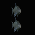 Bream-fish-6.png fish Common bream / Abramis brama solo model detailed texture for 3d printing